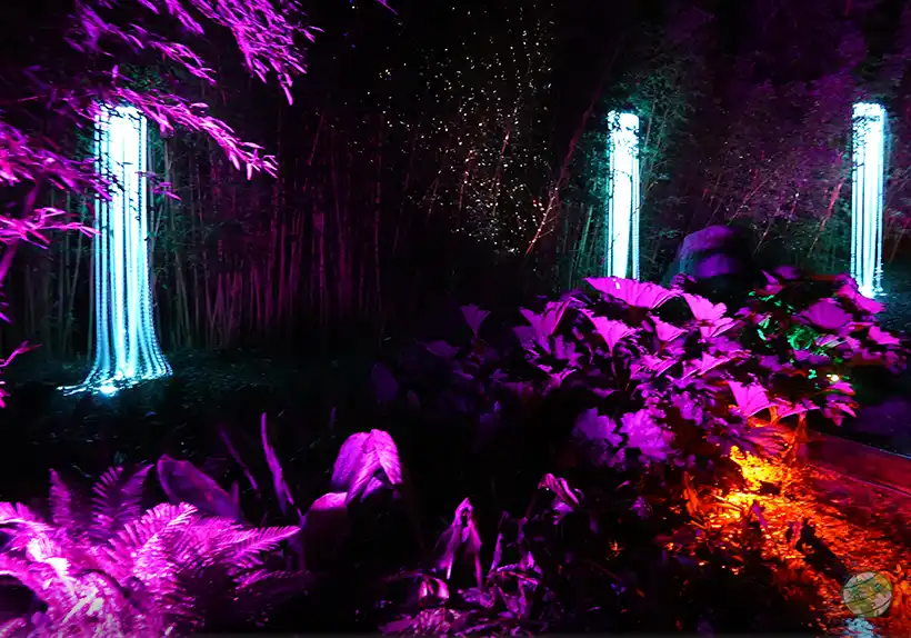 Illuminated Forest