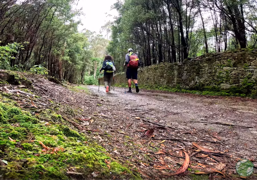 first forest camino central