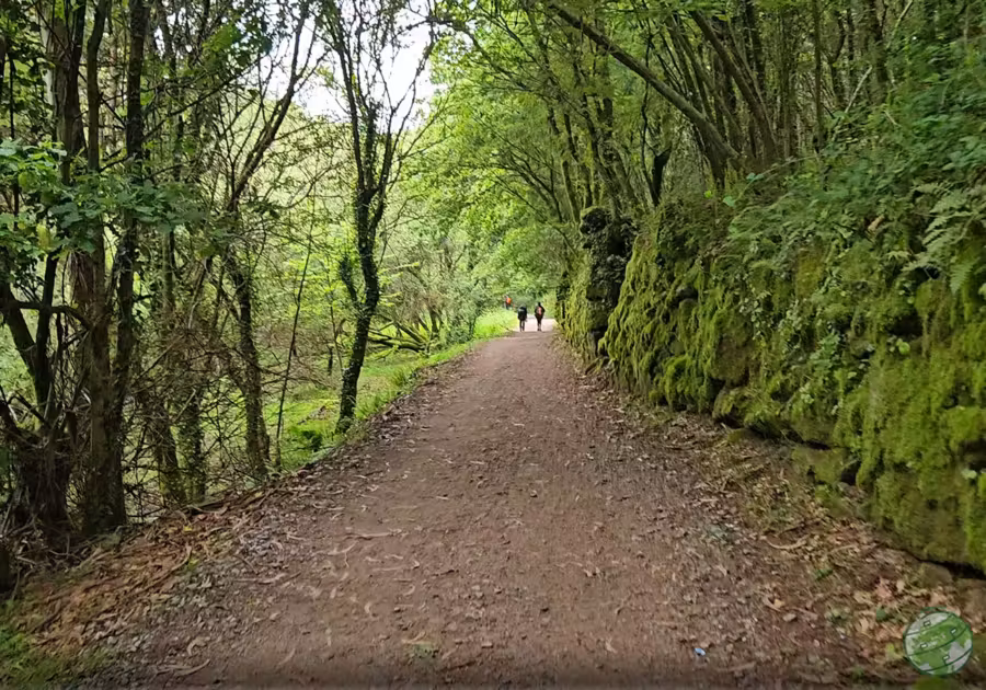 camino in the forest